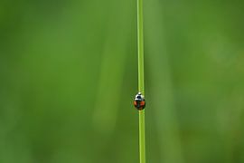 Lieveheersbeestje op stengel  von Klaas Dozeman