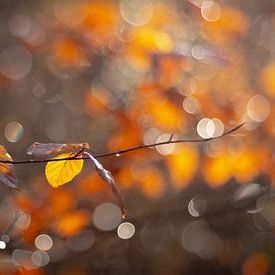 Color in bokeh by Greet Thijs