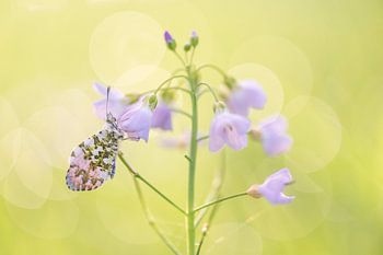 papillon à pointe orange