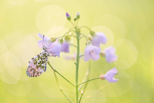 Orangenspitzen-Falterfisch