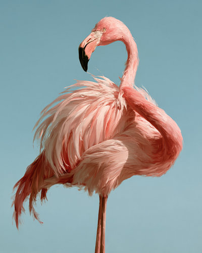 Flamant rose en équilibre