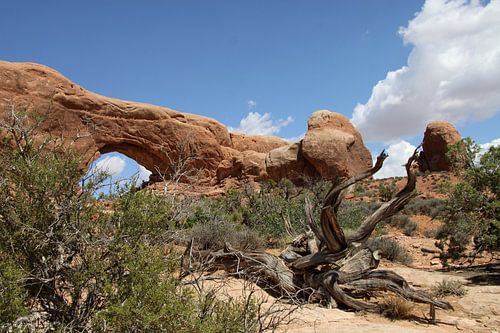 North Window and dead tree