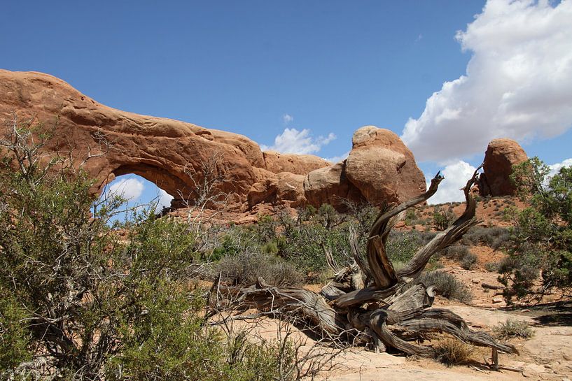 North Window and dead tree by Christiane Schulze