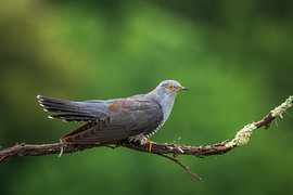 Koekoek Cuculus canorus (man) van Dick Hoogenboom