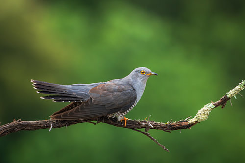 Cuckoo Cuculus canorus (male)