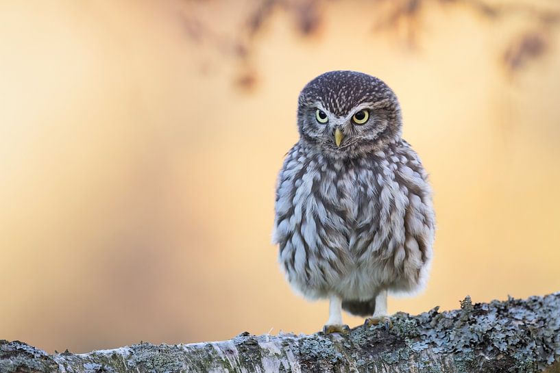 Steinkauz mit prüfenden Blick von Daniela Beyer