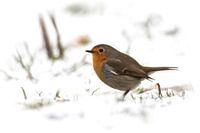 Robin in the snow