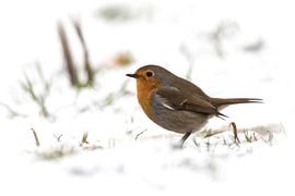 Rotkehlchen im Schnee von Guido Rooseleer
