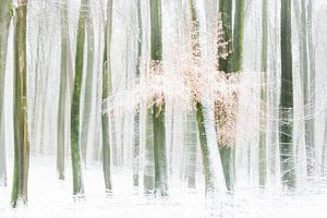 Forêt de hêtres enneigée