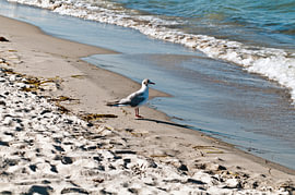 Möwe lauscht dem Wellenrauschen auf der Insel Rügen
