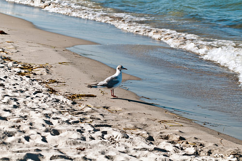 Möwe lauscht dem Wellenrauschen auf der Insel Rügen