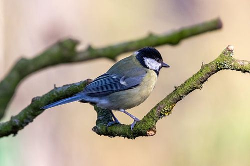 Great tit on a tree branch.