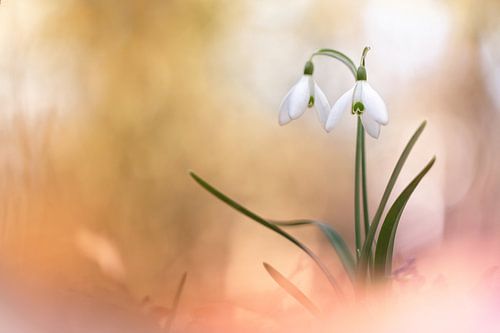 The very breath of spring