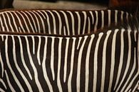 Zebra's op de rug von Fenneke Visscher Miniaturansicht