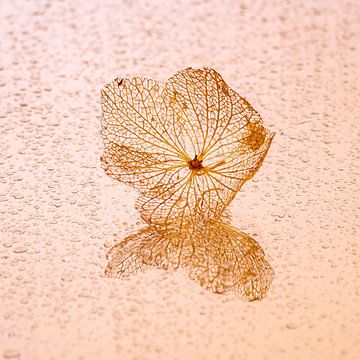 Hortensienblatt mit Wassertropfen von Dafne Vos