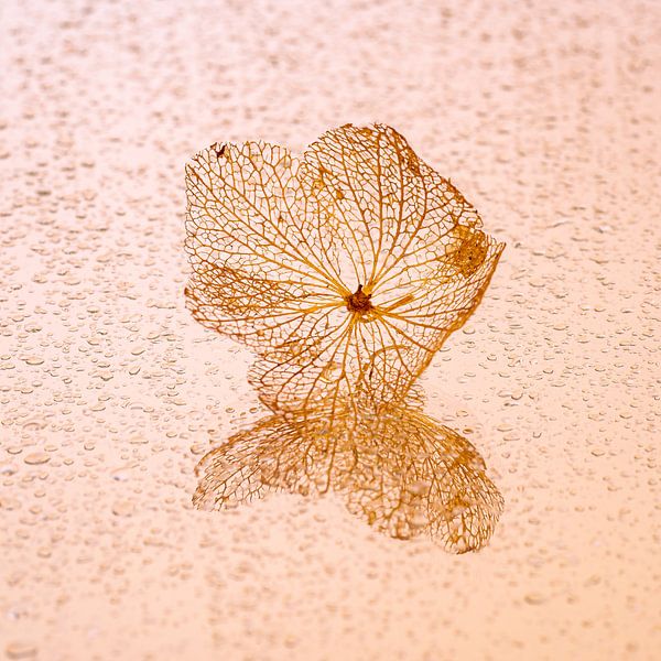 Feuille d'hortensia avec gouttes d'eau par Dafne Vos