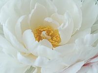 Peony