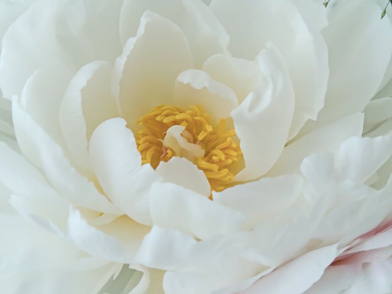 Peony by Stoka Stolk