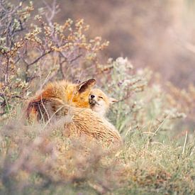 The love of mother fox and her cub. by mirka koot