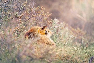 The love of mother fox and her cub. by mirka koot