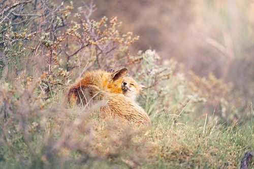 The love of mother fox and her cub.