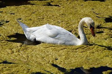 Swan in offspring by Maurits Bredius