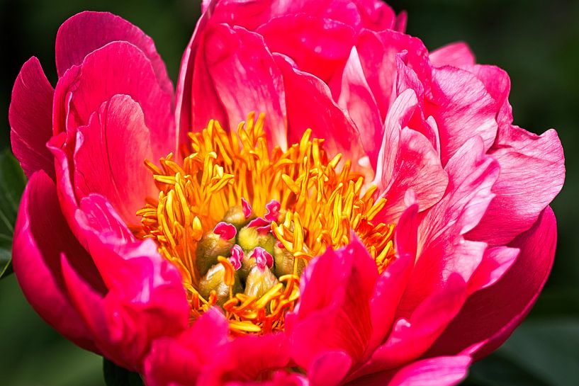 Pivoine par Rob Boon