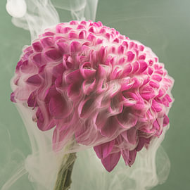 Botanische Zartheit – Fuchsia-Dahlia mit organischen Formen und abstrakten Rauchlinien von Marjolijn van den Berg