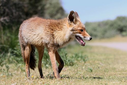 European Red fox On the prowl