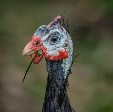 Stoere vogel van Ron Meijer Photo-Art