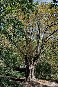 kastanjeboom in het bos