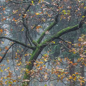 De kleine eik met mos en herfstkleuren in de mist van Jan Roos