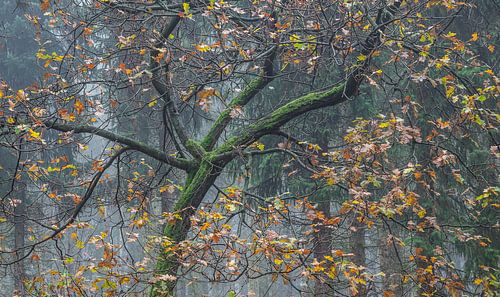 Le petit chêne avec la mousse et les couleurs d'automne dans la brume