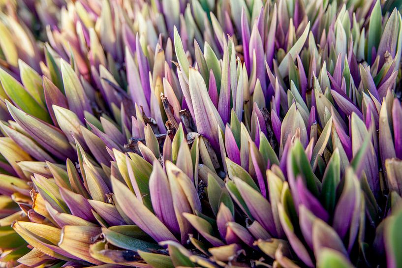 Violettes Leuchten von Jesper Drenth Fotografie