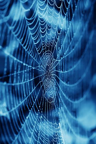 Spiderweb