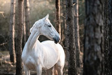 Portrait of white horse in forest with sunlight by Shirley van Lieshout