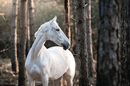 Portret van wit paard in bos met zonlicht