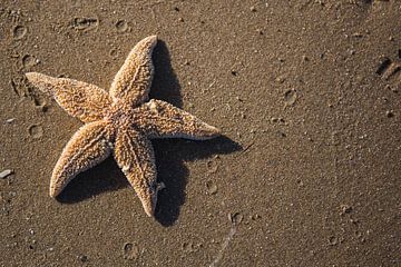 L'étoile de la mer sur Voorbeeld Fotografie