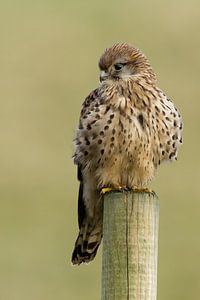 Kestrel