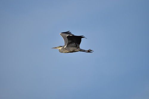 Reiger vliegend blauwe lucht