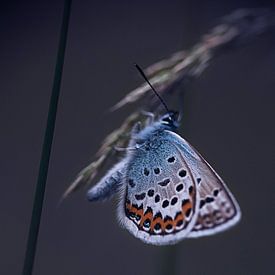 blue butterfly by Birgitta Tuithof