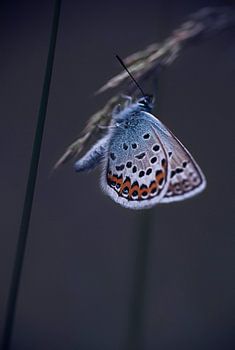 blue butterfly