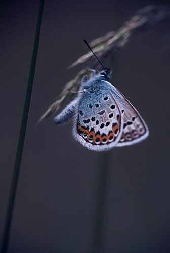 blauer Schmetterling