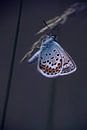 blue butterfly van Birgitta Tuithof thumbnail
