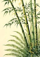 Bambou et fougère
