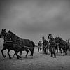 De Stoere reddings paarden van Ameland van Natascha Worseling