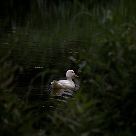 Weiße Ente von Tanja Huizinga Photography