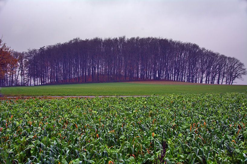 Forêt de montagne par Edgar Schermaul