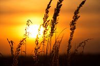 Coucher de soleil derrière le champ de maïs par Frank Herrmann Aperçu