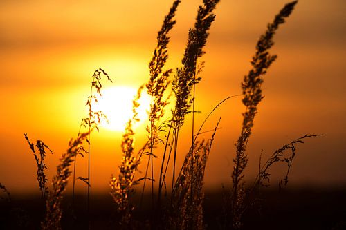 Sunset behind the cornfield